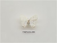 藏品(二點燕蛾)的圖片